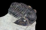 Bargain, Gerastos Trilobite Fossil - Morocco #87572-2